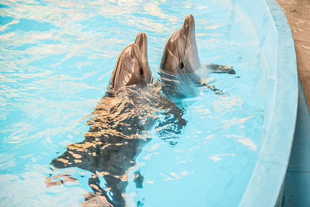 两只海豚从海洋水族馆盆地的水中探出头来图片