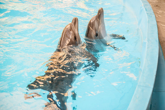 两只海豚从海洋水族馆盆地的水中探出头来图片