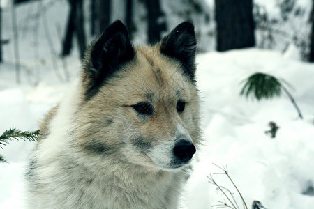 西伯利亚猎犬莱卡图片