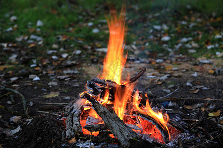 在森林里的篝火高清图片