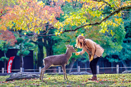 游客在2013年4日在本奈良喂野鹿奈良是日本的主要旅游目的地前首都城市图片
