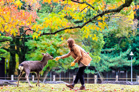 游客在2013年4日在本奈良喂野鹿奈良是日本的主要旅游目的地前首都城市图片