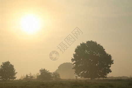 秋初雾蒙的早晨的橡树图片