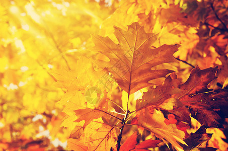 阳光洒在的秋叶上图片