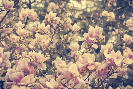 花园里美丽的玉兰花背景图片