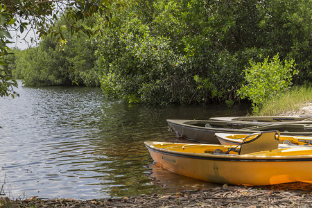 Kayaks准备在美国佛罗里达州Everglades公园的红图片
