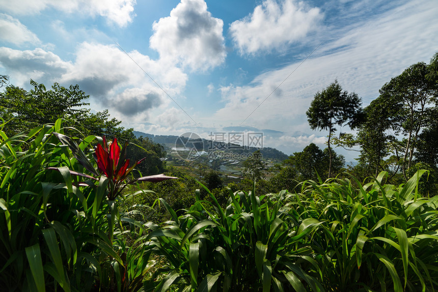 巴图蒙加塔纳托拉贾南苏拉威西SouthSulawesi山上的稻田景色令人震撼清晨阳光和生动的图片