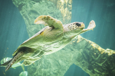 海洋生物珊瑚礁附图片