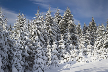 童话王子山中高云杉和雪的冬季景观背景