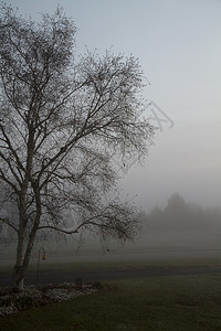 清晨树枝在前头用薄雾或遮掩户外场景背图片