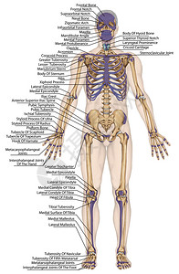 解剖人体人体骨骼解剖人体骨骼系统身体表面轮廓及明显骨突起的树干和上下肢前视图全身图片