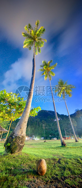 热带海滩上的椰子树泰国图片
