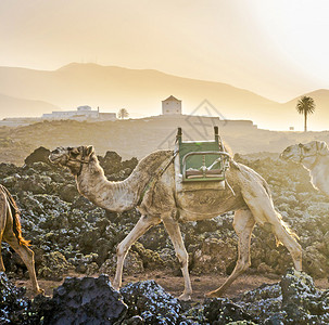 日落时乘骆驼大篷车图片