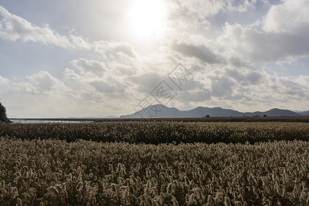 孙川湾野生图片