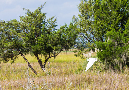 白雪鹭飞过湿地沼泽图片