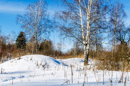 冬季森林照片俄罗斯图片
