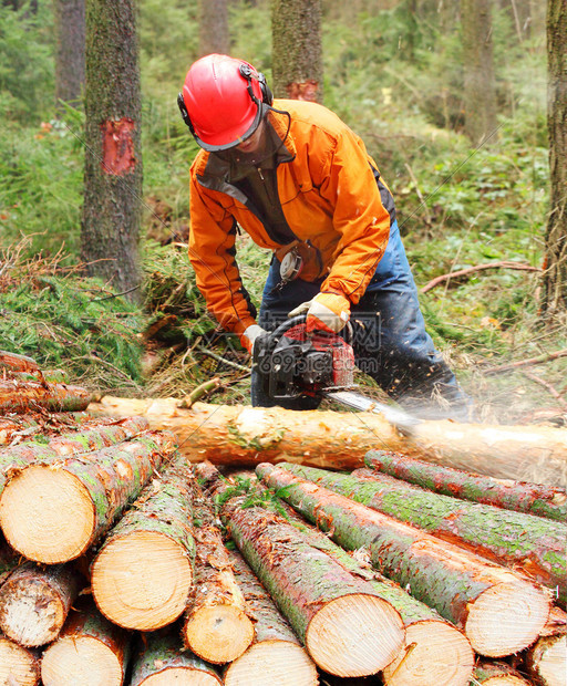 伐木工人在森林里用锯子工作图片