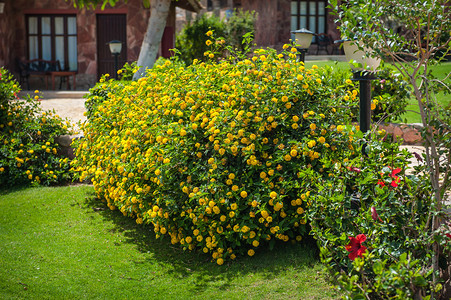 种红薯埃及酒店里种着黄色花朵的美丽灌木背景