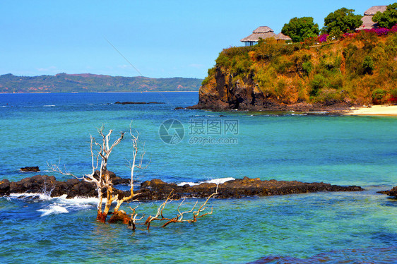 印地安海滨草在麦加斯图片