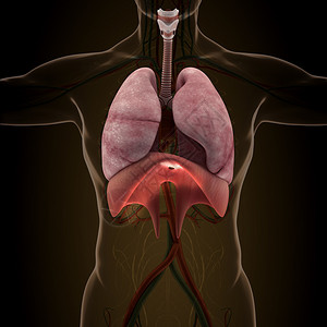 X射线观察人体器官解图片