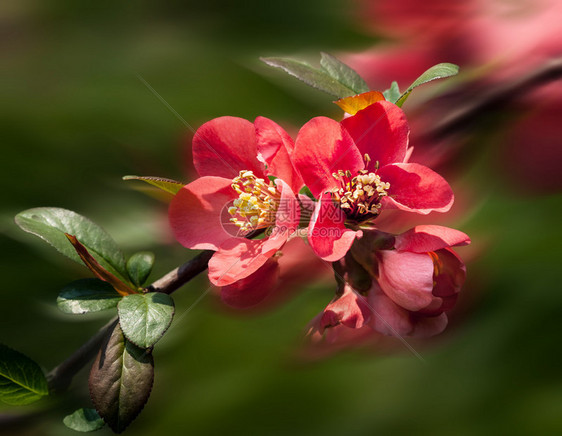 红春花闪亮的夏诺美彩花开花的秋天日图片