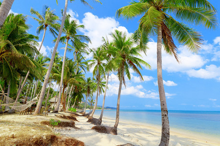 有椰子树和白色沙滩的热带海滩图片
