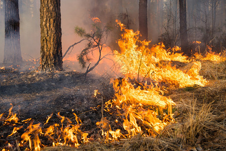大森林火灾火焰图片