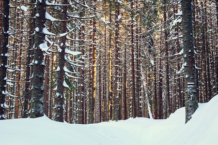 冬季森林背景图片