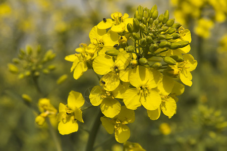 春天的黄色油菜花图片