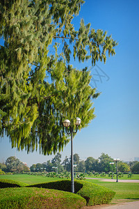 公园里的大绿树和灯柱图片