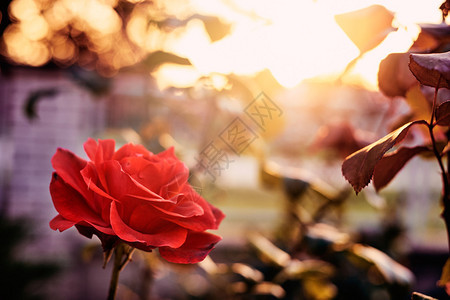 红玫瑰在日落的阳光图片