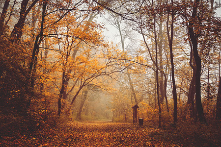 林道附近的秋树图片