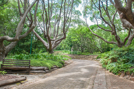 开普敦新兰州Kirstenbosch植物园中一条图片