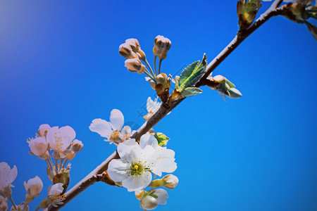 樱桃树枝上有很多白花与蓝背景图片