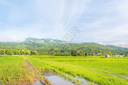 明亮的天空和背景中的山峰在稻田上阳光图片