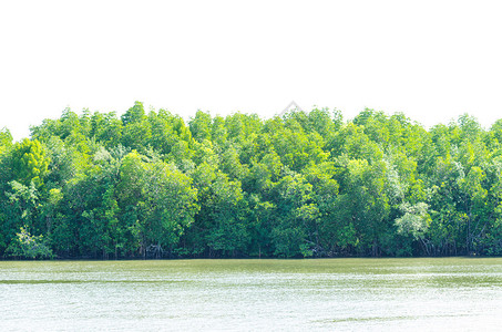 泰国河岸外红树林自然质图片