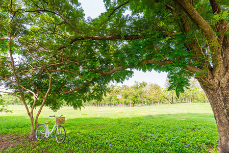 白色自行车在公园里长着大树图片