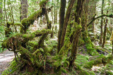 新西兰植被覆盖的原始林树森林树背景图片