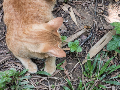 幼猫在丛林中狩猎和玩耍青铜背蛇图片