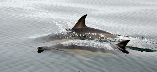 海豚Delphinuscaperens图片