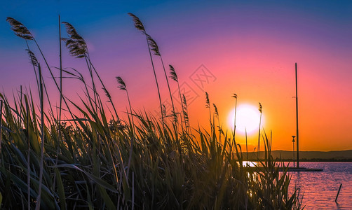 夕阳透过湖上的芦苇荡图片