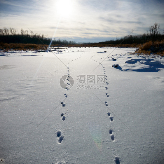 青灰林的冬季风景图片