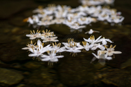 昌江季节花的高清图片