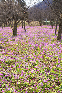 日本秋田Semboku市DogyoothVioleto图片