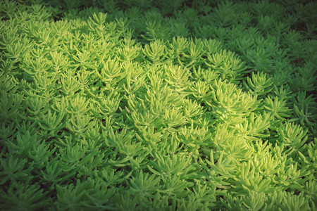 花园里有小树植物的绿色自然图片