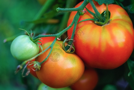 种红薯园艺特写时种的美味新鲜西红柿浅的田地深度背景