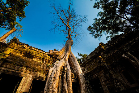 Angkor考古公园古老佛教塔普罗姆寺庙的建筑柬埔寨纪念碑暹粒图片