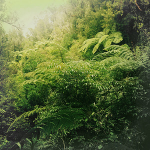 茂盛大树热带丛林中茂盛的绿叶背景