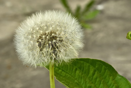 这些花朵在黎明的光芒图片