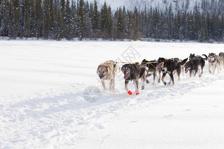 热心的雪橇狗队为赢得育空追逐滑雪比赛背景图片